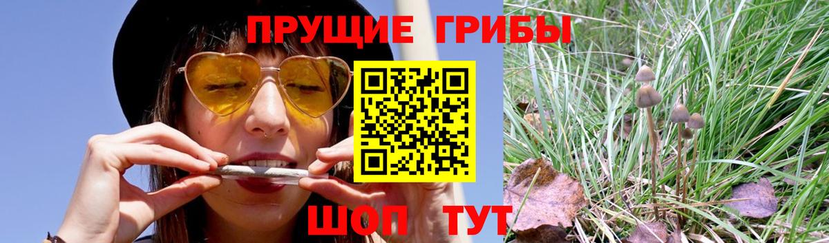 Псилоцибиновые грибы Cubensis  Вход с VPN  Майский 